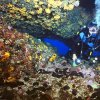 Kalymnos Album